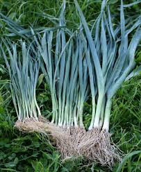 Semer Des Poireaux D Hiver Et Les Repiquer Planter Des Legumes Jardinage Potager Jardin Potager