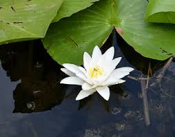 Artele de la 1848 in tarile romane. Descriere Geografie Componente Dunarea Si Delta Dunarii Flickr