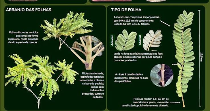 Pesquisadores criam guia in&eacute;dito para identificar &aacute;rvores nativas de MT | Rdnews - Principais not&iacute;cias de Cuiab&aacute;, V&aacute;rzea Grande e Mato grosso