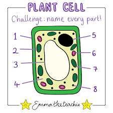Under the microscope, it shows many different parts. Plant Cell Organelles Plant Cell Plant Cell Organelles Science Doodles