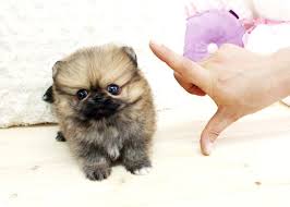 Premium teacup puppies strives in bringing home to you the most exclusive and tiniest size micro teacup puppies with stellar health and for each one of them, their own amazing personality. Free Teacup Puppies Boutique Teacup Puppies Micro Teacup Pomeranian Teacup Pom Puppy For Pomeranian Puppy Teacup Pomeranian Puppy Teddy Bear Puppies