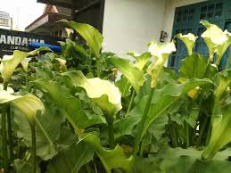 Calla Hijau Dengan Gambar Hijau