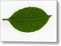 Image result for Coffea sp. A