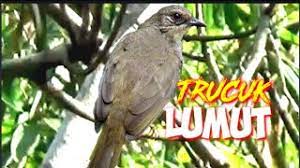 Hasil dari tes dna ini sangat akurat dengan keakuratan sampai 99%. Trucuk Lumut Cucak Lumut Merbah Belukar Youtube