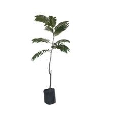 Touch device users can explore by touch or with swipe. Cara Menanam Petai Dari Biji Agar Berbuah Lebat Untuk Pemula