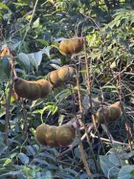 Image result for Macropsychanthus