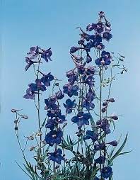 Delphinium Flowers Delphinium Delphinium Flowers Birth Month Flowers