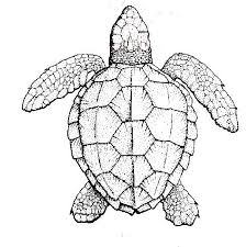 The turtle shell is a highly complicated shield for the ventral and dorsal parts of turtles (the order testudines), completely enclosing all the vital organs of the turtle and in some cases even the head. Texture Sea Turtle Shell Pattern