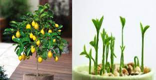 Çoğu kişinin bilmediği ise evde limon ağacının yetiştirilebileceğidir. Evde Limon Agaci Nasil Yetistirilir Haberinyeri Net Mobil Flower Garden Plants Garden