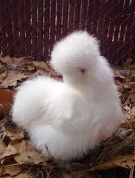 White Bird With Crazy Hair 10 Gorgeous And Unusual Animal Hairstyles Animals Unusual Animals Cute Animals