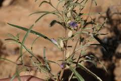 Image result for Anticharis senegalensis