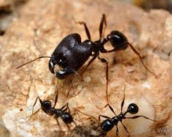 A Trail Of Pheidole Rhea North Americas Largest Pheidole Species Tucson Arizona Usa Ants Insect Photography Insects