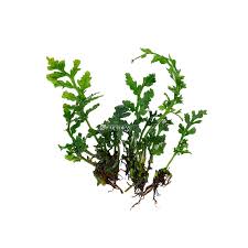 Image result for Nymphaea heudelotii