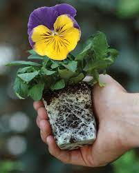 Avoid plants full of open blooms, because they will be stressed to near exhaustion from working so hard in a tiny pot. Pansies How To Grow And Care For Pansy Flowers Hgtv