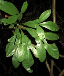 Image result for Cussonia arenicola