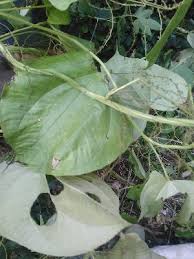 Image result for Dioscorea cotinifolia