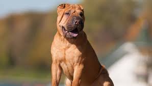 Adopt beaux a tan / yellow / fawn american staffordshire terrier / shar pei dog in. Shar Pei Puppies For Sale Greenfield Puppies