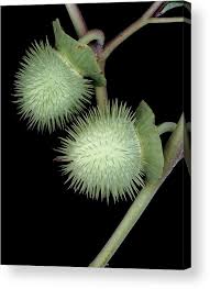 Image result for Datura inoxia