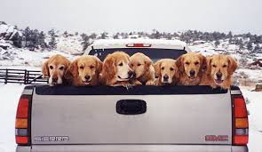 How to choose a golden retriever? Golden Retriever Breeder Beckett Ranch New