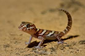 Image result for Alectra picta