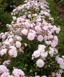 2019 Best Roses Of The Year Watters Garden Center Best Roses Rose Bush Shrub Roses