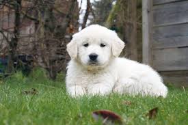 Ze zijn allen ingeënt, ontwormd, gechipt en met garantie erbij. Golden Retriever Pups Te Koop Bazoeki