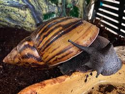 It's no coincidence that this breakthrough was conducted with the help of some slimy gastropod friends. Lancelot The Snail Lancelotsnail Twitter