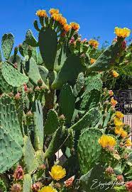 Prickly pear cactus with the fruit showing, when it blooms the blossoms are peachy color and very pretty. Prickly Pear Cactus In Bloom Photograph By Elizabeth Abbott