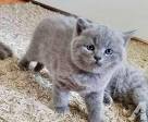 British Shorthair Breeders - Welcome to TICA