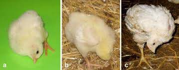 We did not find results for: Cervical Scoliosis And Torticollis A Novel Skeletal Anomaly In Broiler Chickens Acta Veterinaria Scandinavica Full Text
