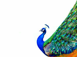 Download Nbcu S Peacock Will Soon Take Flight A Bold Advertising Strategy To Distinguish Itself From The Competition Spotx
