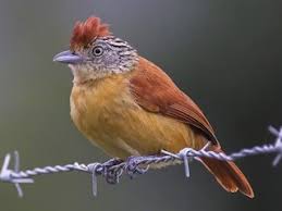 Image result for Entada dolichorrhachis