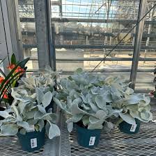 Image result for Senecio letouzeyanus