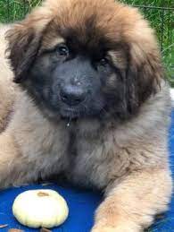 We did not find results for: Lca Breeder List