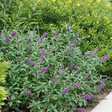 Butterfly bush are easy to grow, but you do need to know a bit about their preferences and requirements to achieve maximum success. Miss Violet Butterfly Bush Buddleia X Proven Winners
