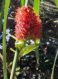 Image result for Combretum microphyllum