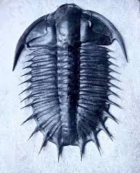Olenoides Superbus Best Trilobite Fossils Fossil Hunting