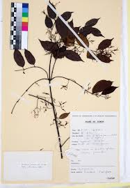 Image result for Baissea