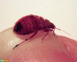Is there anything creepier than bed bugs? Get Rid Of Bed Bugs Fast Naturally By Applying Diametecous Earth To Prevent Further Activity Vs Steam And Laundering Everything You Own Vs A Homemade Tea Tree Oil Bed Bug Repellent