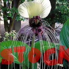 Image result for Pavetta troupinii