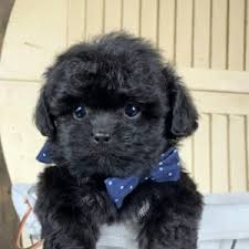 Mother is abkc and is papered. Tatum Peekapoo Puppy 616790 Puppyspot