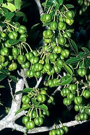 Image result for Secamone delagoensis