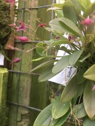 Image result for Microglossa densiflora