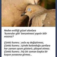 Kumrular Edebiyat Ozlu Sozler Ilham Verici Sozler