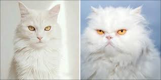 Saat membeli kucing persia, sebaiknya anda jangan terlalu kaget dengan kisaran harga kucing yang satu ini. 17 Perbedaan Kucing Anggora Dan Persia Disertai Gambar Goldenmaze