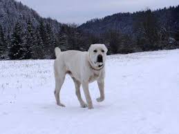 Alabay Kopekleri Vatani Turkmenistan Alabai Dogs Kangal Kopeginin Atasi Olan Turkmen Coban Kopekleri Turkler Anadolu Alabai Dog Dog Lovers Dog Breeds