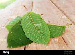 Image result for Mitragyna stipulosa