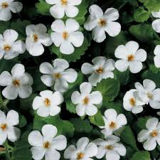 Image result for Bacopa floribunda