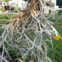 Spanish moss aka usneoides are easy and portable to display. How To Grow Spanish Moss Gardening Channel