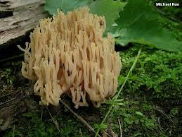 Image result for Sericorema remotiflora